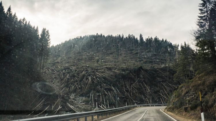 conifers